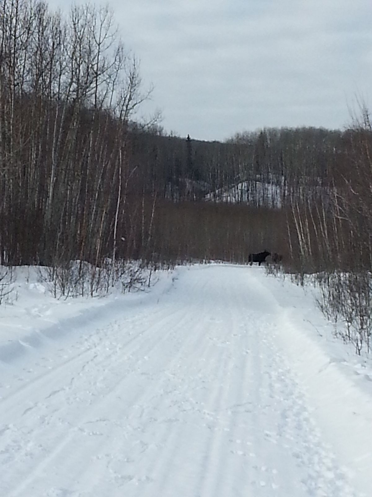 2 Moose on trail just west of Mafeking