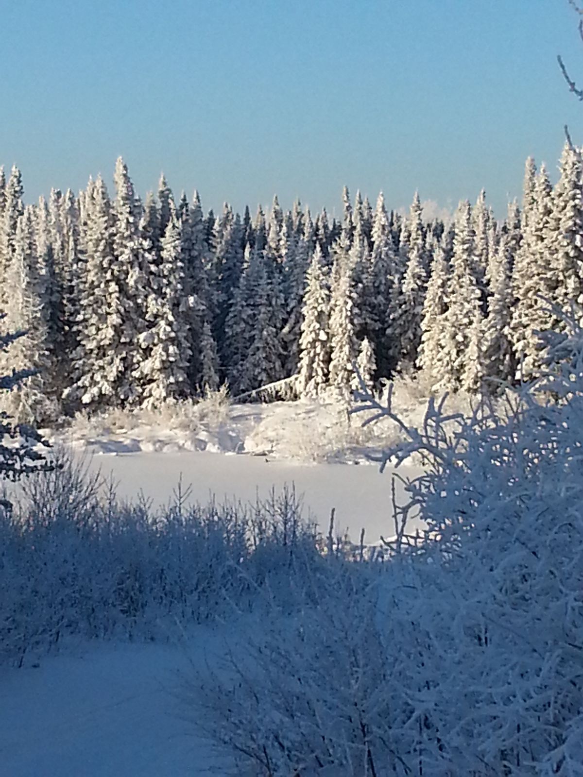 Hoar frost on the trees at Lagace Lake