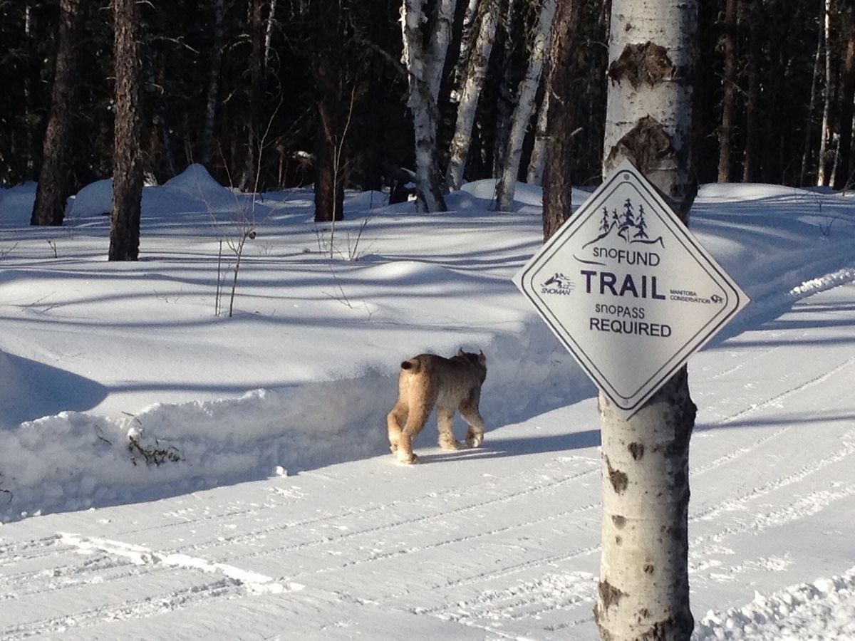 No sno-pass required for this cat! LoppitTrail Lynx!