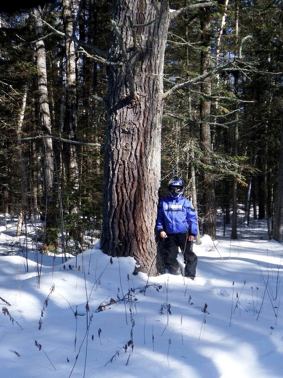 A 200 plus year old red pine on the trail from Buffalo Point to Moose Lake.