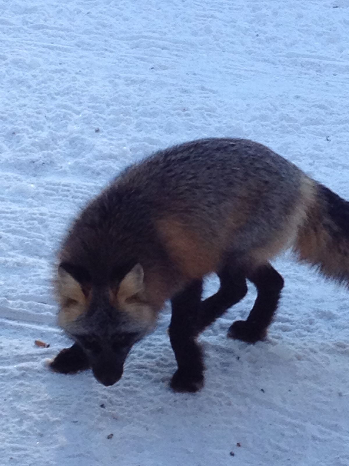 Fox at Fir River Shelter