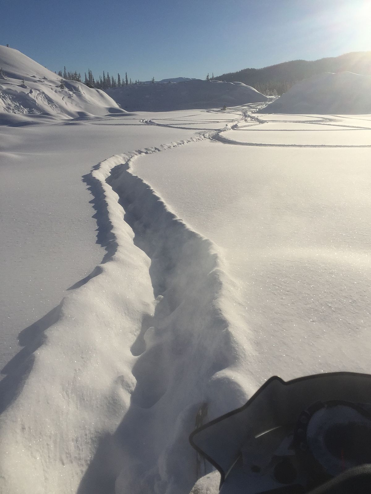 Moose tracks through the deep powder