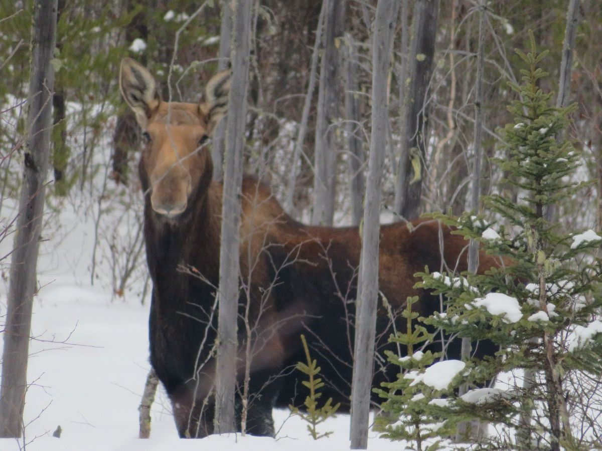 Moose on Trail 208a