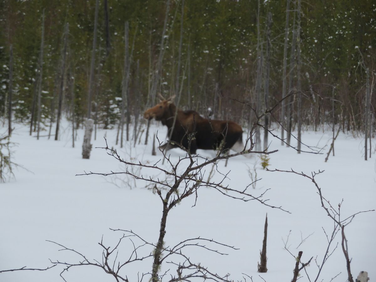 Moose on Trail 208a