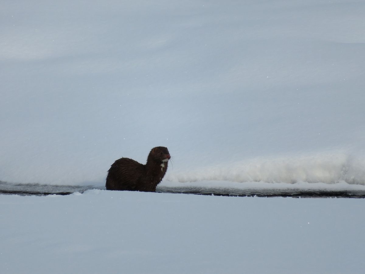 Trail 208J Otter at Caribou Creek