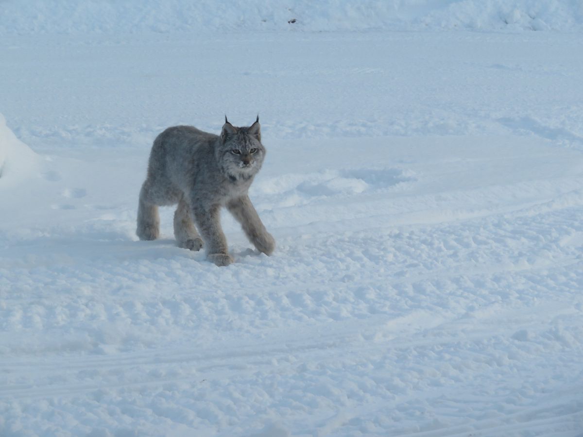208a Lynx on the Trail 