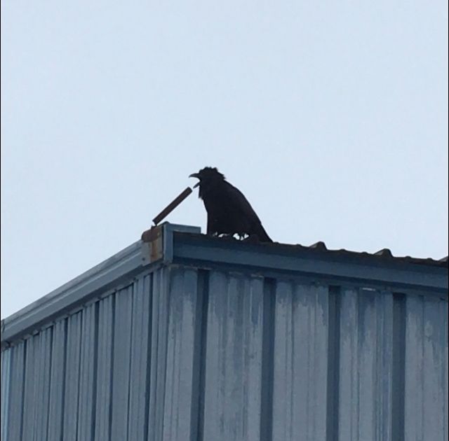 Crazy raven screaming into what could be mistaken for a microphone during a fuel stop in st Martin mb