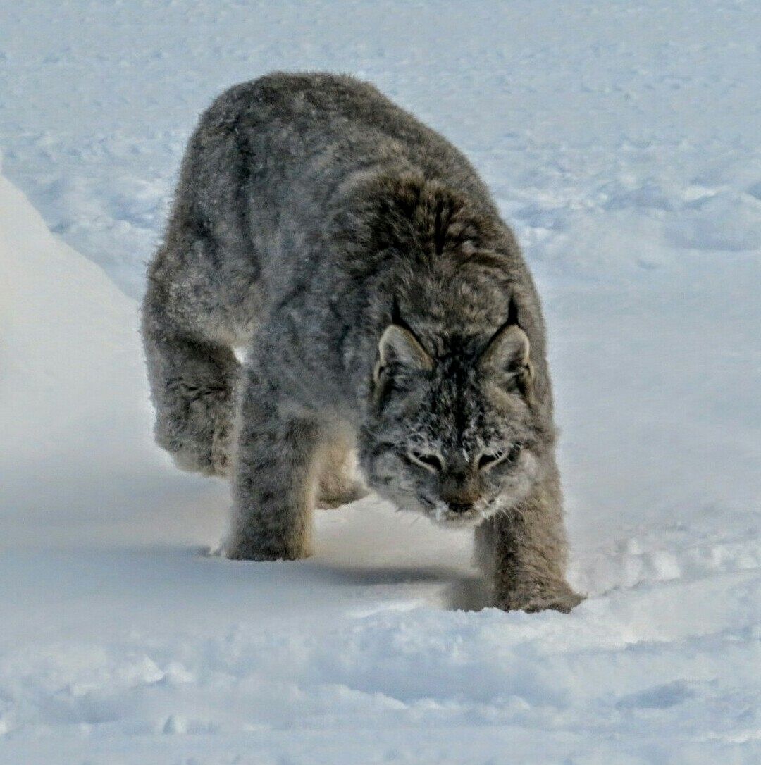 Lynx on Trail 208 A