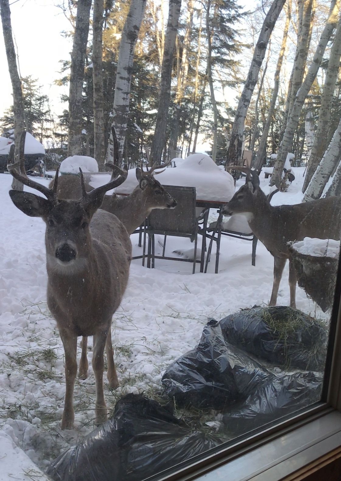 The bucks came right into our deck
