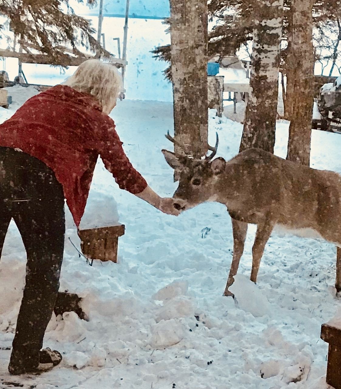Befriending a deer